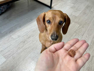 My Pet Care 천연단백질 눈건강에 개좋아 — 5점을 준 리뷰어가 2020년 12월 올린 사용 사진