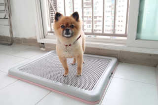 꿀냥이님이 올린 리뷰 사진 2