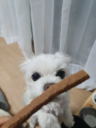 My Pet Care 천연단백질 치아건강에 개좋아 — 5점을 준 리뷰어가 2020년 11월 올린 사용 사진