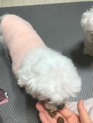 My Pet Care 천연단백질 관절건강에 개좋아 — 5점을 준 리뷰어가 2020년 12월 올린 사용 사진