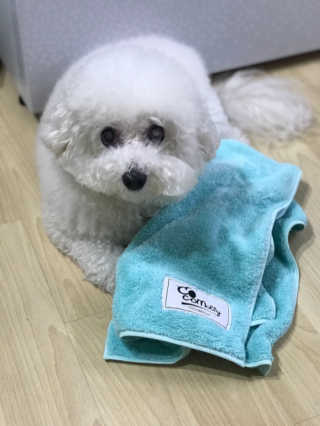 코코몰리 보들보들 초극세사 프리미엄 펫전용 타올 — 5점을 준 리뷰어가 2020년 11월 올린 사용 사진