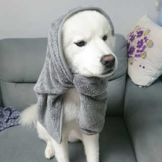 [자유펫] 강아지.고양이 초극세사 펫타올  하마타올 — 5점을 준 리뷰어가 2020년 7월 올린 사용 사진