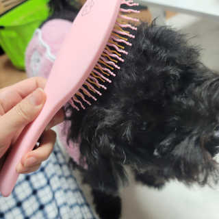 아이캔디 레인보우 볼륨S  브러쉬 for PET 미디엄 — 5점을 준 리뷰어가 2020년 11월 올린 사용 사진