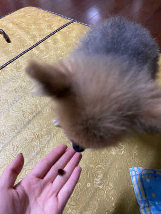 My Pet Care 천연단백질 눈건강에 개좋아 — 5점을 준 리뷰어가 2020년 11월 올린 사용 사진