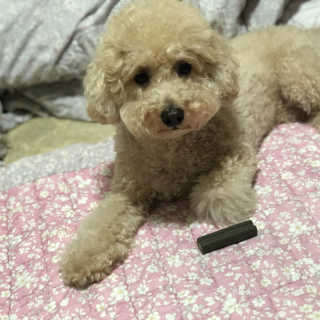 [푸디웜] 라포그 코어덴탈츄 그린 (10개입) — 5점을 준 리뷰어가 2020년 9월 올린 사용 사진