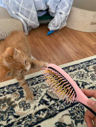 아이캔디 레인보우 볼륨S  브러쉬 for PET 미디엄 — 5점을 준 리뷰어가 2020년 11월 올린 사용 사진