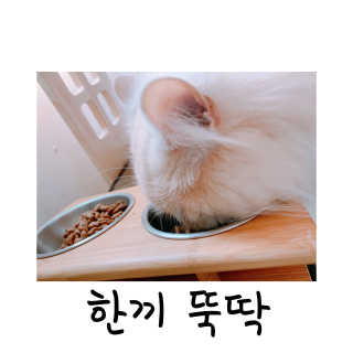 펫토리아 한끼뚝딱 프리미엄 고양이사료_그레인프리/헤어볼케어 — 5점을 준 리뷰어가 2020년 6월 올린 사용 사진