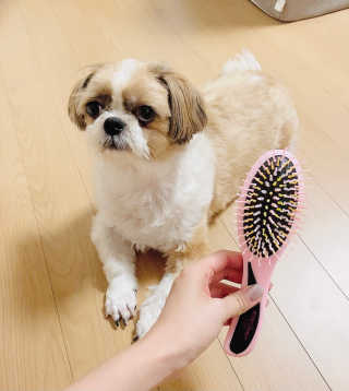 아이캔디 레인보우 볼륨S  브러쉬 for PET 미디엄 — 5점을 준 리뷰어가 2020년 12월 올린 사용 사진