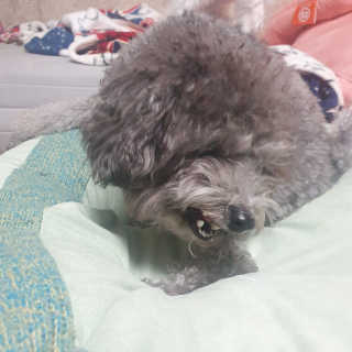 My Pet Care 천연단백질 치아건강에 개좋아 — 4점을 준 리뷰어가 2020년 12월 올린 사용 사진