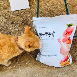 펫토리아 한끼뚝딱 프리미엄 고양이사료_그레인프리/헤어볼케어 — 5점을 준 리뷰어가 2020년 6월 올린 사용 사진