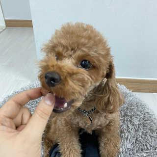 My Pet Care 천연단백질 눈건강에 개좋아 — 4점을 준 리뷰어가 2020년 11월 올린 사용 사진