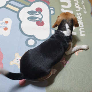 beaglelove님이 올린 리뷰 사진 2