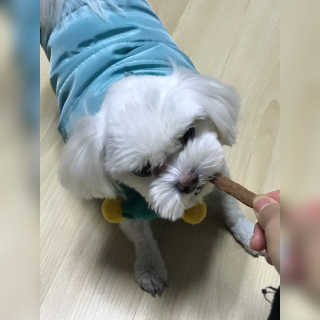 My Pet Care 천연단백질 치아건강에 개좋아 — 5점을 준 리뷰어가 2020년 11월 올린 사용 사진