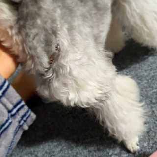 아이캔디 레인보우 볼륨S  브러쉬 for PET 미디엄 — 5점을 준 리뷰어가 2020년 11월 올린 사용 사진