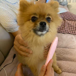 아이캔디 레인보우 볼륨S  브러쉬 for PET 미디엄 — 5점을 준 리뷰어가 2020년 11월 올린 사용 사진