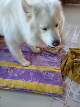 My Pet Care 천연단백질 치아건강에 개좋아 — 5점을 준 리뷰어가 2020년 12월 올린 사용 사진
