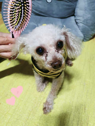 아이캔디 레인보우 볼륨S  브러쉬 for PET 미디엄 — 5점을 준 리뷰어가 2020년 12월 올린 사용 사진
