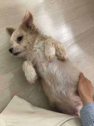 버츠비 퍼피투인원 티어리스 샴푸 앤 컨디셔너 — 5점을 준 리뷰어가 2020년 10월 올린 사용 사진