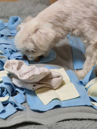 My Pet Care 천연단백질 치아건강에 개좋아 — 5점을 준 리뷰어가 2020년 11월 올린 사용 사진