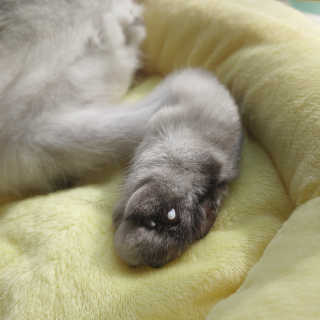 [자유펫] 시코니딘 고양이 강아지 피부 보습 연고 20g — 5점을 준 리뷰어가 2020년 7월 올린 사용 사진