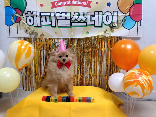풍선 + 생일현수막 8종세트 리뷰 사진