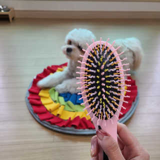 아이캔디 레인보우 볼륨S  브러쉬 for PET 미디엄 — 5점을 준 리뷰어가 2020년 12월 올린 사용 사진
