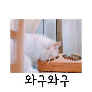 펫토리아 한끼뚝딱 프리미엄 고양이사료_그레인프리/헤어볼케어 — 5점을 준 리뷰어가 2020년 6월 올린 사용 사진