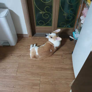 샤넬젤라님이 올린 리뷰 사진 3