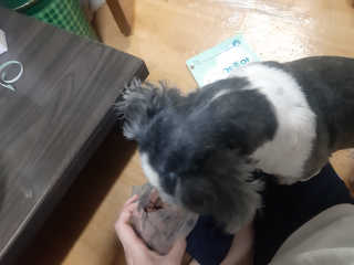 My Pet Care 천연단백질 눈건강에 개좋아 — 5점을 준 리뷰어가 2020년 12월 올린 사용 사진