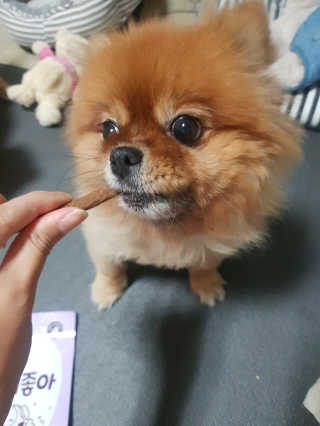 My Pet Care 천연단백질 치아건강에 개좋아 — 5점을 준 리뷰어가 2020년 11월 올린 사용 사진