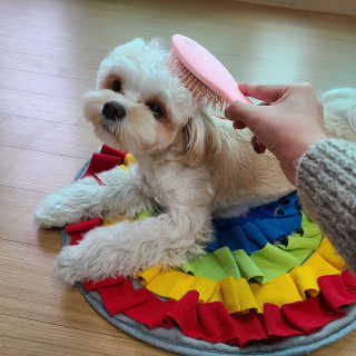 아이캔디 레인보우 볼륨S  브러쉬 for PET 미디엄 — 5점을 준 리뷰어가 2020년 12월 올린 사용 사진