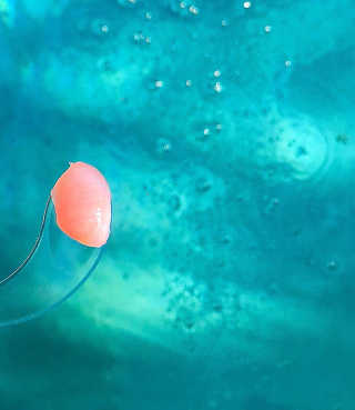 마더메이드 [어머니 만든] 슈퍼 플럼 핑 Vit E 비건 립 마스크 _E — 5점을 준 리뷰어가 2020년 11월 올린 사용 사진