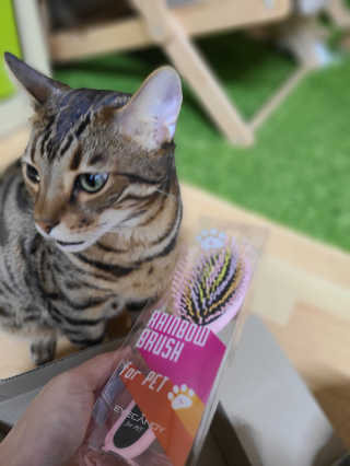 아이캔디 레인보우 볼륨S  브러쉬 for PET 미디엄 — 3점을 준 리뷰어가 2020년 11월 올린 사용 사진