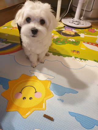 My Pet Care 천연단백질 치아건강에 개좋아 — 5점을 준 리뷰어가 2020년 11월 올린 사용 사진