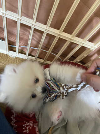 My Pet Care 천연단백질 치아건강에 개좋아 — 5점을 준 리뷰어가 2020년 12월 올린 사용 사진