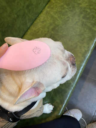 아이캔디 레인보우 볼륨S  브러쉬 for PET 미디엄 — 4점을 준 리뷰어가 2020년 11월 올린 사용 사진