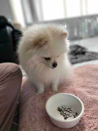 My Pet Care 모발과 모질 피부건강에 개좋아 — 5점을 준 리뷰어가 2020년 11월 올린 사용 사진