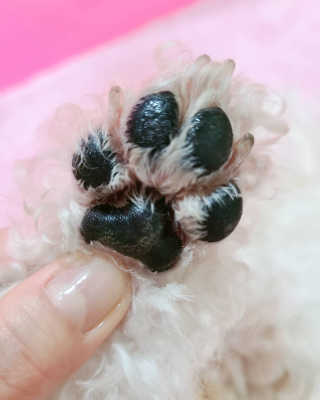[레드허니밤]자유펫 고양이 강아지 발바닥 밤 14g — 4점을 준 리뷰어가 2020년 7월 올린 사용 사진