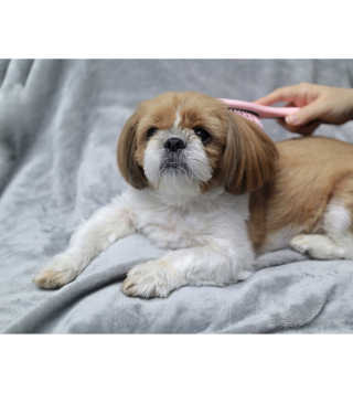 아이캔디 레인보우 볼륨S  브러쉬 for PET 미디엄 — 5점을 준 리뷰어가 2020년 11월 올린 사용 사진