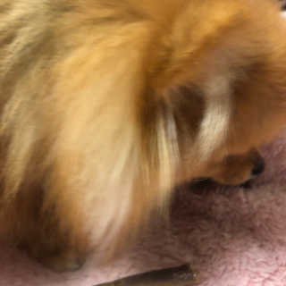 My Pet Care 천연단백질 치아건강에 개좋아 — 4.5점을 준 리뷰어가 2020년 11월 올린 사용 사진