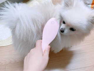 아이캔디 레인보우 볼륨S  브러쉬 for PET 미디엄 — 5점을 준 리뷰어가 2020년 11월 올린 사용 사진