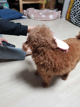 아이캔디 레인보우 볼륨S  브러쉬 for PET 미디엄 — 5점을 준 리뷰어가 2020년 11월 올린 사용 사진