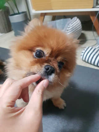 My Pet Care 천연단백질 눈건강에 개좋아 — 5점을 준 리뷰어가 2020년 11월 올린 사용 사진