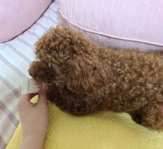 [자유펫] 시코니딘 고양이 강아지 피부 보습 연고 20g — 4.5점을 준 리뷰어가 2020년 7월 올린 사용 사진