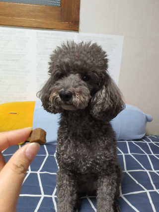 My Pet Care 천연단백질 눈건강에 개좋아 — 5점을 준 리뷰어가 2020년 12월 올린 사용 사진