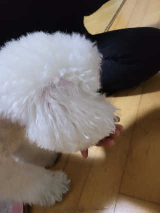 My Pet Care 천연단백질 관절건강에 개좋아 — 5점을 준 리뷰어가 2020년 11월 올린 사용 사진