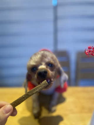 My Pet Care 천연단백질 치아건강에 개좋아 — 5점을 준 리뷰어가 2020년 12월 올린 사용 사진