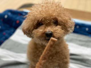 My Pet Care 천연단백질 치아건강에 개좋아 — 5점을 준 리뷰어가 2020년 11월 올린 사용 사진