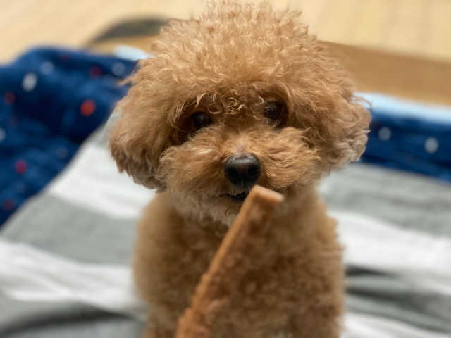 천연단백질 치아건강에 개좋아 리뷰 사진