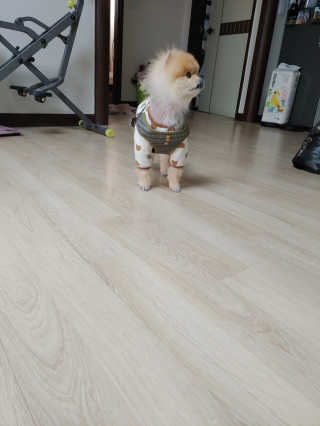 My Pet Care 천연단백질 관절건강에 개좋아 — 5점을 준 리뷰어가 2020년 11월 올린 사용 사진